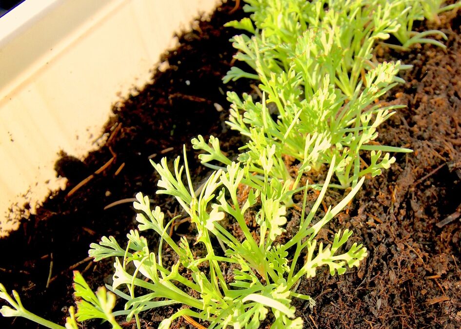 Spring Broken (S14:Ep2)